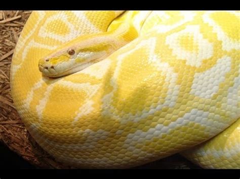 Image result for Python Cobra
