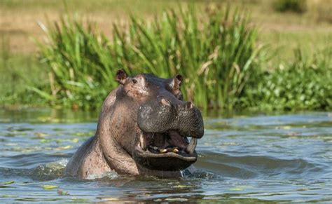 Image result for Hippo Poop Explosion