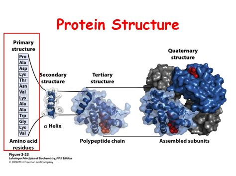 Image result for Protein Structure Database PPT