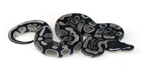 Image result for Aanthic Ball Python