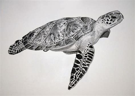 Image result for Turtle Draw