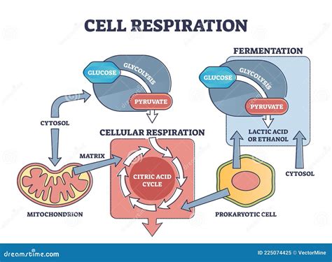 Image result for Cellualar Rspiration Process
