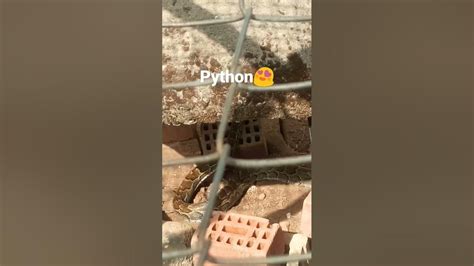 Image result for Le Serpent Python