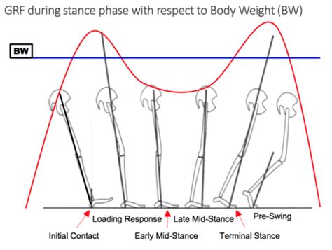 Ground Reaction Force Graph માટે ઇમેજ પરિણામ