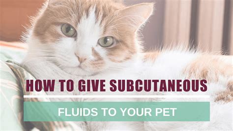 Image result for Subcutaneous Fluids to Dogs
