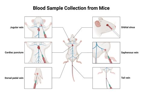 Image result for Cannulated Mouse Blood Collection