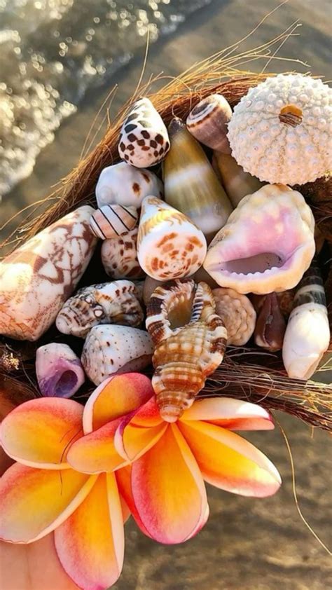 Image result for AW Best Shell