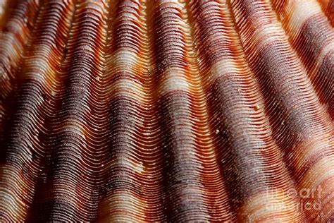 Image result for Patterns in Shells
