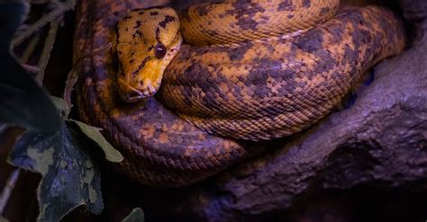 Image result for Random Numbers Inside a Python Snake