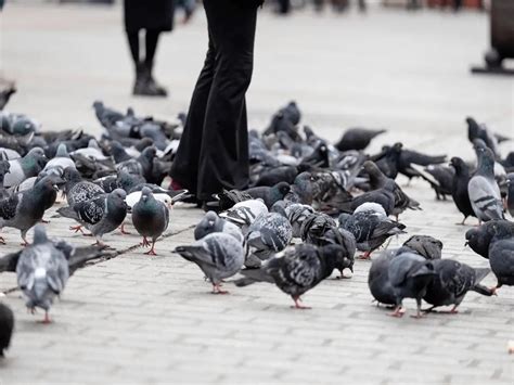 Exploding Pigeons に対する画像結果