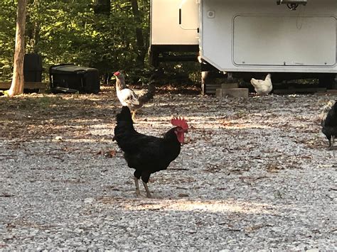 Java Chicken Hatching Eggs に対する画像結果