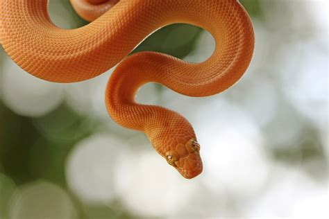 Image result for Adult Children Python