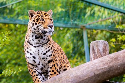 Baby Royal Python に対する画像結果