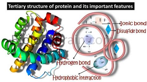 Image result for Protein Sequence Example