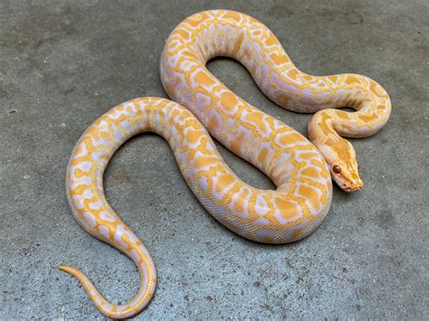 Bruese Python Cute ಗಾಗಿ ಇಮೇಜ್ ಫಲಿತಾಂಶ