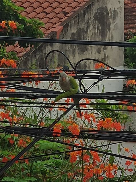 Image result for Parrot Flower Tree