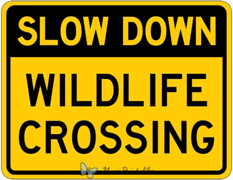Image result for Slow Birds Crossing