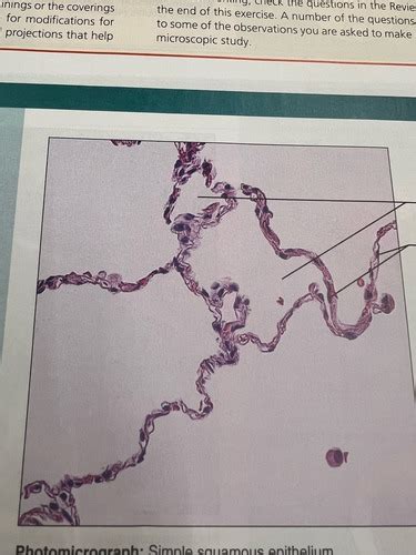 AP Lab Functional Histology Practicals に対する画像結果