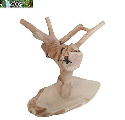 Toradh íomhá ar Used Java Tree for Sale