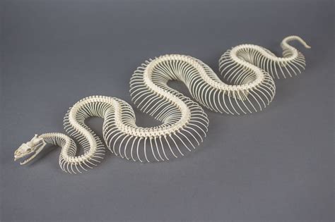 Image result for Python Skull Model