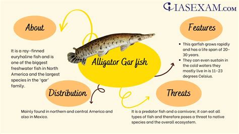 Bildergebnis für Alligator Gar Fish/Meat