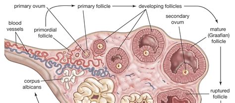 Image result for Follicular Phase Diagram