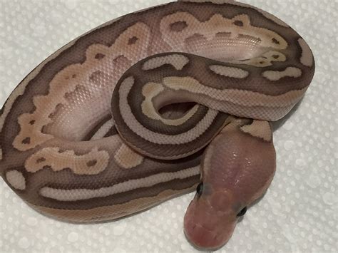 Banan Butter Python に対する画像結果