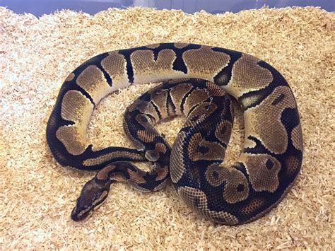 Image result for Cute Royal Python