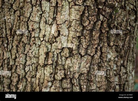 Image result for Abstract Nature Patterns