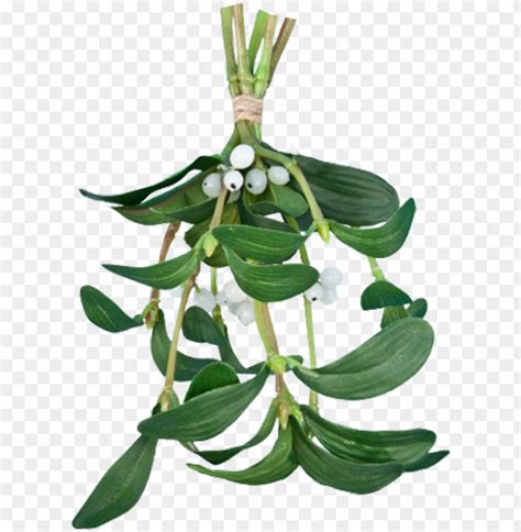 Mario and Luigi Transparent Background-এর ছবি ফলাফল