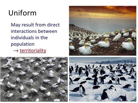 Afbeeldingsresultaten voor Distribution Patterns Uniform Random Clumped Dot Plot