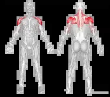 Internal Rotation of the Shoulder Muscles に対する画像結果