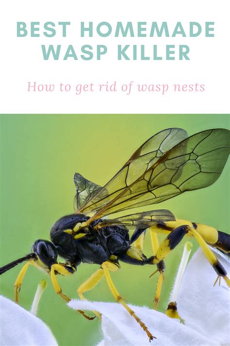 Wasp Exterminator に対する画像結果