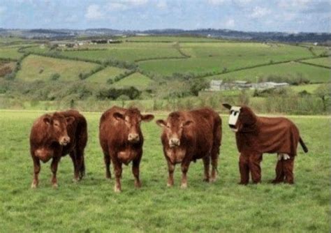 Afbeeldingsresultaten voor M Tank O2