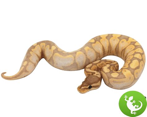 Image result for Lesser Banana Calico Ball Python