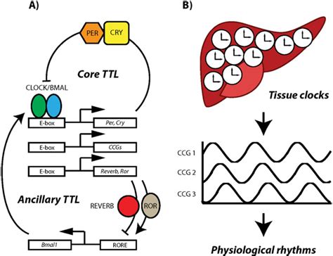Image result for T-cell Core Clock