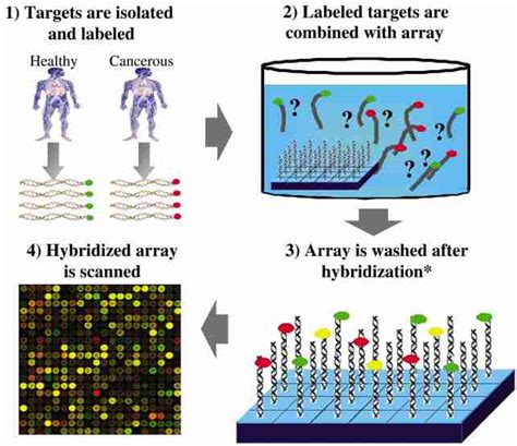 Two Colour RNA Microarray に対する画像結果