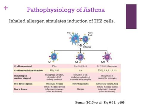 Image result for Asthma Pathophysiology Novartis