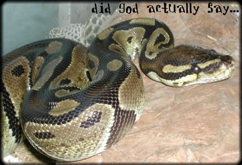 Image result for Spirit of Divination Python