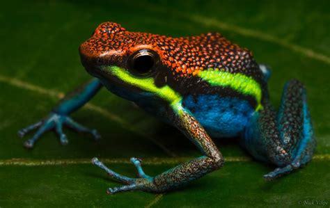 Image result for Beautiful Ob Amazing Frog