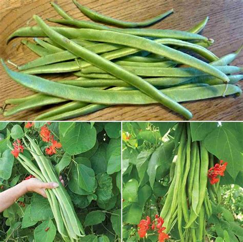 Image result for Growing Runner Beans in Containers