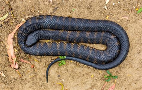 Image result for Tiger Snake