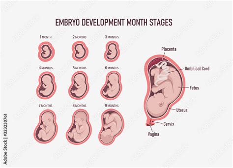 Image result for Fetal Development Month 1