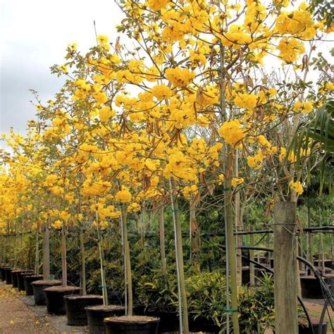 Pohon Tabebuya に対する画像結果