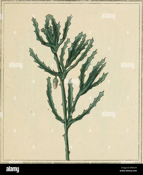 Linnaeus Chart に対する画像結果