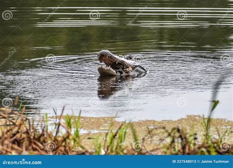 Image result for Guy Eating Pizza in Swamp with Alligator