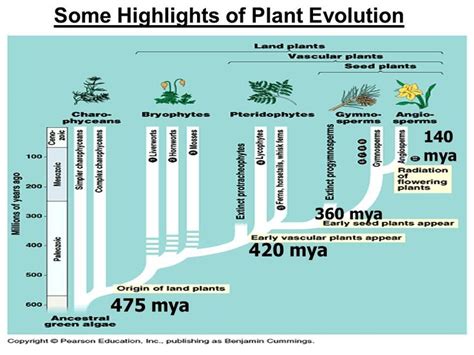 Image result for Flower Development Evolution