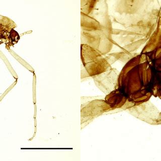 Microscope Plate Diameter に対する画像結果