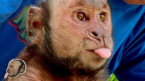 Image result for Monkey Boo Channel