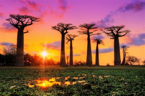 Image result for Baobab Tree Wood